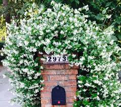 19 Best Flowering Vines For Shade Jasmine Plant White Flowering Plants Flowering Vines