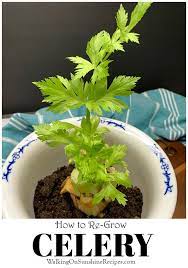 How To Re Grow Celery From A Stalk Growing Celery Regrow Celery Growing Veggies
