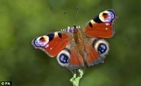 Half Of Uk S Butterfly Species Threatened With Extinction Butterfly Species Butterfly Conservation Big Butterfly