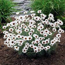 Rhodanthemum Casablanca View All Flower Plants Flower Plants Gardening Garden Border Plants Planting Flowers Plants
