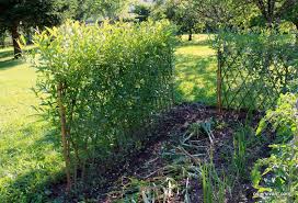 Colorée en hiver de par sa diversité dans la couleur du bois, cloison vivante et ombrageante en été de par son feuillage, la haie de saules tressés avec de l'osier vivant. Conseils Pour Les Haies D Osier Vivant Osier Vivant