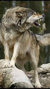 Es Un Mundo De Hombres In 2020 Wolf Dog Wolf Spirit Animal Snarling Wolf