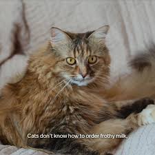 Here you can find the best 3840x1080 wallpapers uploaded by our community. Mahou Cats From Madrid Know About The Perfect Serve