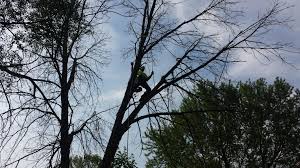While there are many tree trimming techniques out there, if you want to this yourself you only need to concern yourself with the basics to keep things in order. Tree Removal In Lansing Express Tree Service Storm Damage 24 Hour Emergency Service Licensed Insured