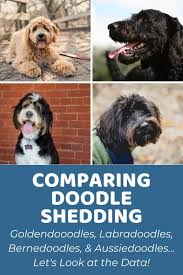 So, how can you get a good idea of how big your puppy will get? Labradoodle Size Charts For Mini Medium And Standard Labradoodles