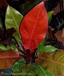 Full Size Picture Of Philodendron Prince Of Orange Philodendron Philodendron Plant Leaves Herbal Treatment