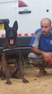 Prix pour travaux de maçonnerie au m2 et ml en algerie, connaitre le tarif d'un maçon avant de commencer vos est primordiale. Gucci Djani Malinois En Algerie Facebook