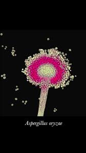 Image result for Achyropsis