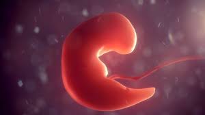 Obat menggugurkan kandungan usia 2 bulan. Foto Perkembangan Janin Dalam Kandungan Dari Bulan Ke Bulan Kumparan Com