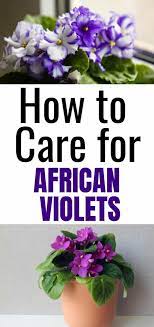How To Care For African Violets African Violet Care African Violets African Violets Plants