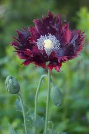 Apo Drama Queen Poppy Seeds What A Showstopper Breadseed Poppy Poppies Papaver