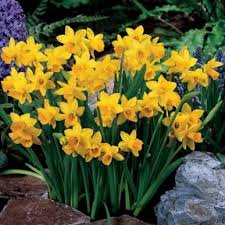 Daffodil Bulbs Miniature Tete A Tete Daffodil Bulbs Daffodils Rain Lily
