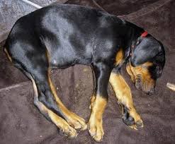 Find great deals on ebay for doberman pinscher puppies. Akc Doberman Pinscher Puppies Best Deal Around For Sale In Pomona California Classified Americanlisted Com