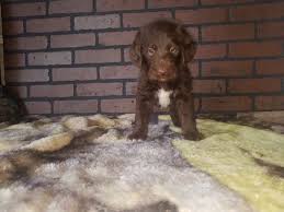 Ada & valentines puppies's f1 miniature labradoodles 2 girls left brown & black/silver collar ready to leave had full health check ( passed with flying colours) now. Labradoodle Puppies For Sale Camden Mi 282746