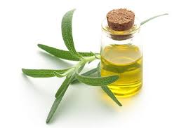 Rosemary oil is an oil produced from the rosemary plant. Rosemary Oil