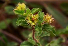 Image result for Acanthospermum