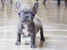 Mini Blue Teacup French Bulldog Puppies Bulldogspuppies Bulldog Puppies French Bulldog Blue French Bulldog Puppies