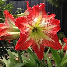 Fragrant Flowers On Instagram Flower Amaryllis Rose Roses Amaryllisflower Flowers Nature Naturelover Naturelovers Naturelove Naturephotograph In 2021