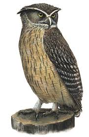 Image result for Bubo