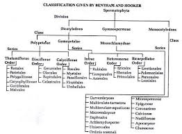 Classification Of Angiosperms