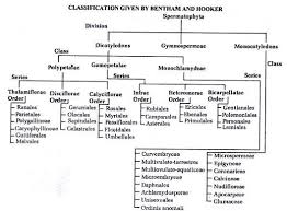 classification of angiosperms