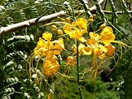 Maybe you would like to learn more about one of these? Yellow Flowers Of Caesalpina Caesalpinia Flower Database