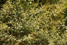 Image result for Tarchonanthus camphoratus