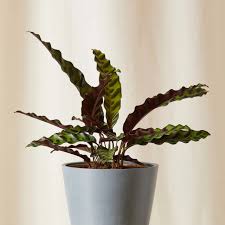Be sure to keep the flowers out of your cat's reach even when drying them. 21 Plants That Are Safe For Cats And Dogs Architectural Digest