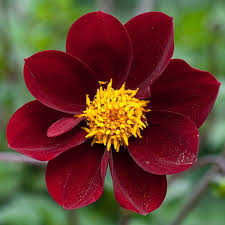 110812 348 Cosmos X Dahlia Mexican Black Jpg Alan Buckingham Dahlia Dark Flowers Chocolate Cosmos