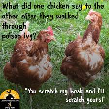 Birds Of The Same Feather Joke Pin On Lol