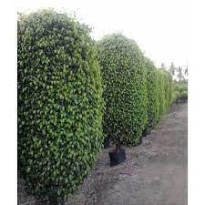 Check spelling or type a new query. Ficus Black Plant For Garden Rs 4500 Piece Greentech International Co Id 23232851973