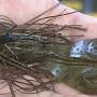 Profile Picture of Big Jigs | The Ultimate Bass Fishing Resource Guide® LLCon Google