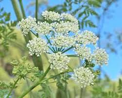 Image result for Conium