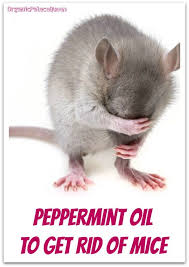 Peppermint Oil For Getting Rid Of Mice Organic Palace Queen Getting Rid Of Mice Peppermint Oil For Mice Peppermint