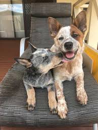 Black And White Spotted Blue Heeler Pin By Char Paddack On Rudy Dogs Acd S Heelers Austrailian Cattle Dog Aussie Cattle Dog Cattle Dog