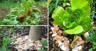 We did not find results for: 5 Ways To Use Eggshells For Plants My Garden Life