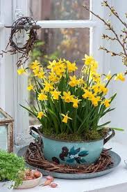 Narcissus Tete A Tete In Blue Enamel Pot C Friedrich Strauss Gap Photos The Design Of Gardens Balconies And Te In 2020 Spring Plants Spring Flowers Narcissus