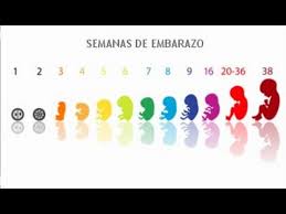 30 Semanas Y 5 Dias De Embarazo Cuantos Meses Son 30 Semanas De Dificultad