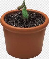 Check spelling or type a new query. Plants Flowerpot Houseplant Herb Soil Bowl Cut Plants Flowerpot Houseplant Png Pngwing