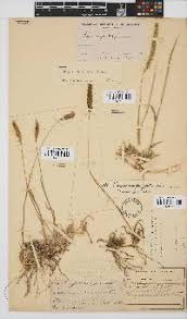 Image result for Tragus koelerioides