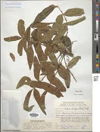 Image result for Zanthoxylum chalybeum