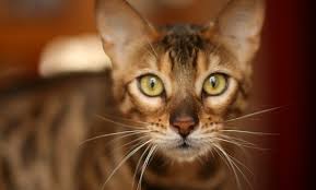 See more of ashmiyah bengal cats of australia on facebook. Bengal Cat Prices In Australia 2021 Aussie Prices