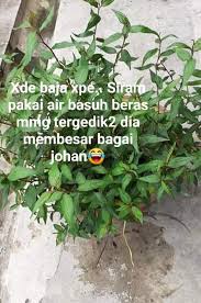 Juga sebagai ulaman dalam penyediaan nasi kerabu. Cara Tanam Kesum Paling Mudah Guna Keratan Batang Tak Perlu Tanah Baja 2 Minggu Dah Rimbun