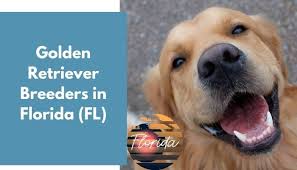 Read about great schools like: 39 Golden Retriever Breeders In Florida Fl Golden Retriever Puppies For Sale Animalfate