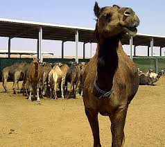 He realized this was the perfect place to start a camel milk company. Dairy Camel Farming A Trip To Al Ain Studied X Producing Y