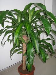 If you want to multiply your dracaena, it's best to wait until spring because that's when the growing season begins. How To Prune An Overgrown And Now Flowering Dracaena Gardening Landscaping Stack Exchange