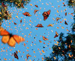 Mariposa Monarca La Matusalen Conoce A Esta Viajera Incansable