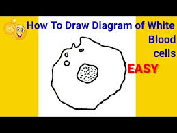How to draw animal white blood cell in animals. How To Draw White Blood Cells Step By Step For Beginners How To Draw White Blood Cells Wbcs Youtube