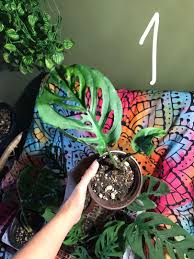 Laniata a la venta y producidas en finca dracula, tierras altas de chiriquí, panama. Monstera Adansonii Cf Subsp Laniata Furniture Home Living Gardening Plants Seeds On Carousell