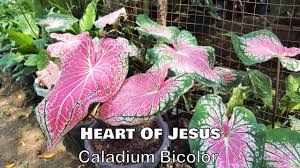 Tropical plants from the philippines are ideal for indoor décor. Ornamental Plants In The Philippines With Names Including Scientific Name Part 2 Youtube